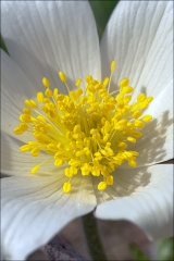 Pulsatilla vulgaris Аlba