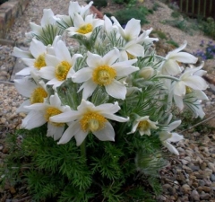 Pulsatilla