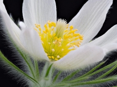 Pulsatilla обыкновенный