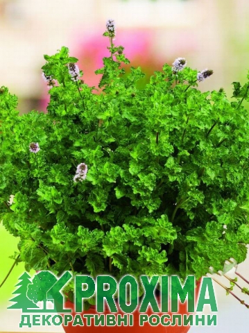 Мята кудрявая Mentha spicata 