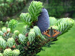 Abies koreana летом