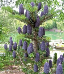 Abies koreana