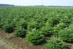 Abies nordmanniana 'Ambolouri' ('Tlugi')