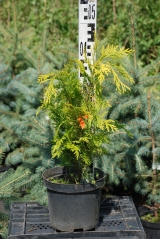 Chamaecyparis Lawsoniana Golden Wonder