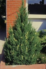 Juniperus chinensis