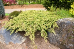 Juniperus communis Green Carpet