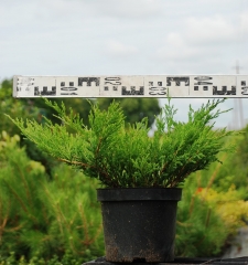 Juniperus horizontalis Andorra Compact