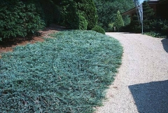 Juniperus horizontalis Blue Chip