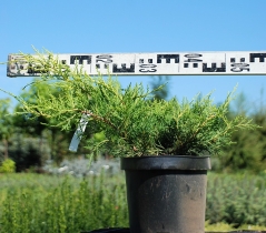 Juniperus media 'Old Gold'