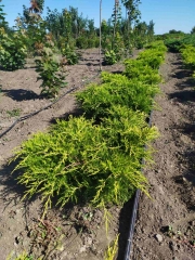 Ялівець середній Олд Голд / Juniperus pfitzeriana Old Gold