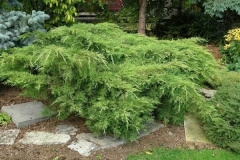 Juniperus media pfitzeriana 'Old Gold'