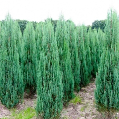 Ялівець скельний Скайрокет <br> Можжевельник скальный Скайрокет <br> Juniperus scopulorum Skyrocket