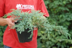 Juniperus squamata Blue Carpet 3 роки (вересень)