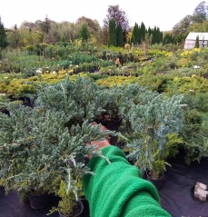 Ялівець лускатий Блю Карпет / Juniperus squamata Blue Carpet