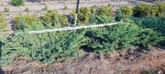 Juniperus Blue Carpet купити