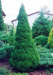 Ялина канадська Коніка <br> Ель канадская Коника <br> Picea glauca Conica