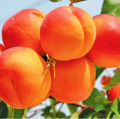 Абрикос Ерлі Ред Оранж ранній <br>Абрикос Эрли Ред Оранж ранний <br>Prunus armeniaca Early Red Orange