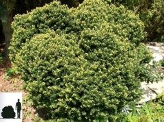 Taxus cuspidata 'Nana'