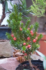 Taxus 'Nana'