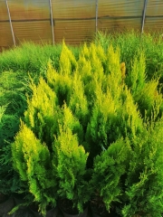 Thuja orientalis Pyramidalis Aurea