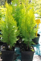 Thuja orientalis Pyramidalis Aurea посадка