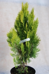 Туя східна Пірамідаліс Ауреа / Thuja orientalis Pyramidalis Aurea