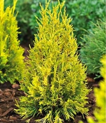 Thuja plicata 'Goldy', Thuja Plicata 'Forever Goldy'