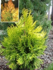 Thuja plicata