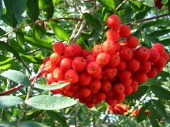 Sorbus aucuparia fastigiata