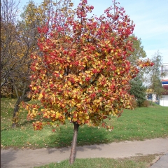 Sorbus intermedia восени