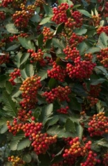 Sorbus intermedia плоди