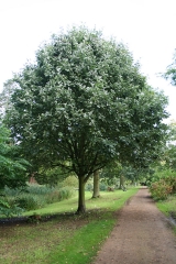 Sorbus intermedia