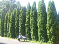 Thuja occidentalis 'Columna'