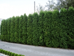 Thuja occidentalis