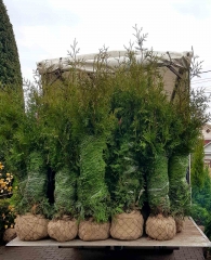 Thuja оccidentalis 'Brabant'