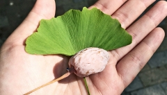 Ginkgo biloba саджанці