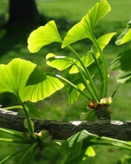 Ginkgo biloba