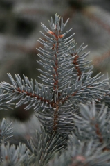 Picea pungens Koster