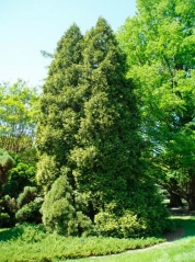 Thuja occidentalis Aureospicata