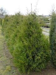 Thuja occidentalis