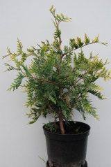 Туя західна Ауреоспіката / Thuja occidentalis Aureospicata