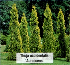 Туя західна Ауресценс <br> Туя западная Ауресценс <br> Thuja occidentalis Aurescens