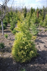 Thuja occidentalis Aurescens 7 квітня