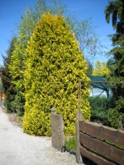 Thuja occidentalis Europa Gold