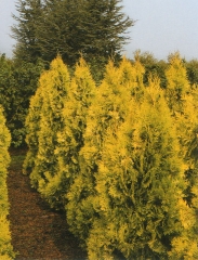 Thuja occidentalis Europe Gold