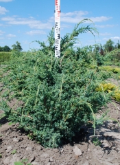 Ялівець китайський Блю Альпс / Juniperus chinensis Blue Alps