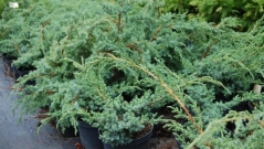 Juniperus chinensis Blue Alps