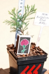 Juniperus chinensis Blue Alps черенок в контейнері 0,5л