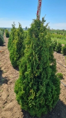 Thuja occidentalis 'Holmstrup'