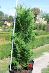 Thuja 'Holmstrup'